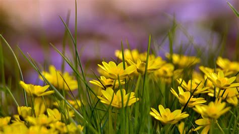 Grass And Flowers Wallpapers Top Free Grass And Flowers Backgrounds