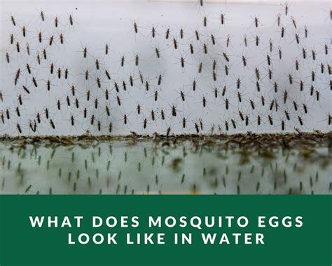 What Does Mosquito Eggs Look Like In Water Zero Pest Ng