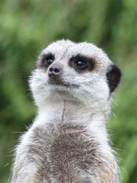 73 Best Meerkats Images On Pinterest Animal Kingdom