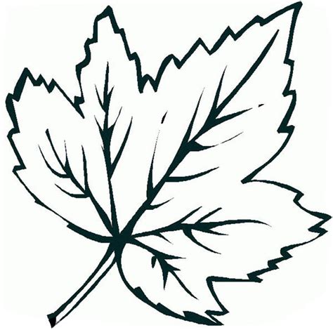 Sugar Maple Leaf Colouring Pages