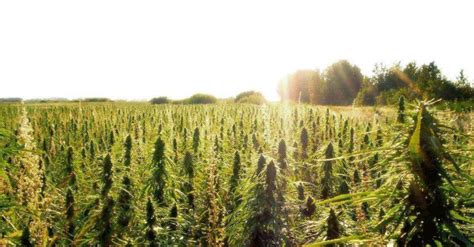 8 Common Misconceptions About Industrial Hemp