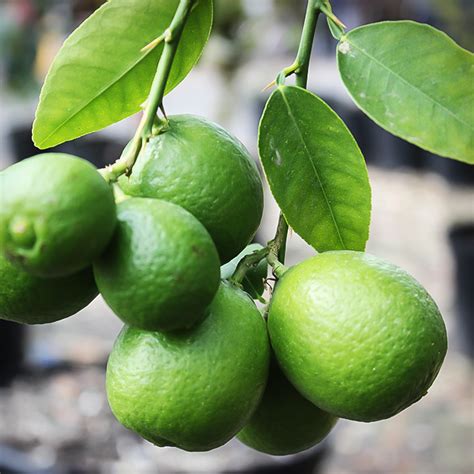 Check spelling or type a new query. Mexican Lime Bush For Sale Online | The Tree Center