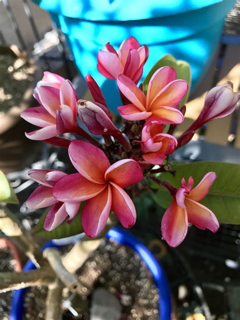 Check spelling or type a new query. Pin by juls 🌴🌴🌴🌸🌸🌸 🍒 bratley on Plumeria ♥ | Plumeria ...