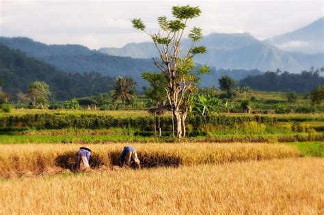 Bertani dengan menggunakan media polybag. Asuransi Pertanian, Membantu Petani atau Tidak? | Pak Tani ...