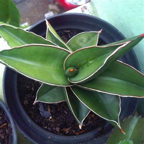 Sansevieria Samurai Dwarf Indoor Plant Plantzone