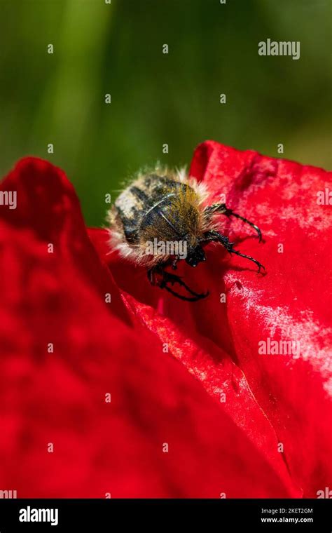 Tropinota Squalida Hairy Rose Beetle With Copy Space And A Natural