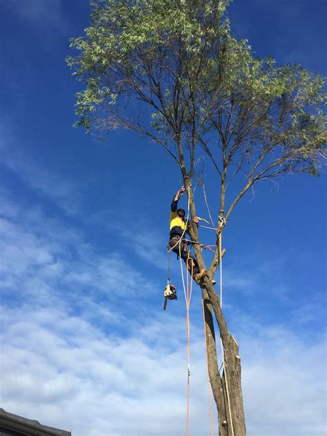 We did not find results for: Get Professional Help For Tree Removal From The Home And ...