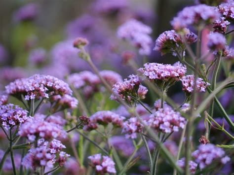 Home › verbena bonariensis 'lollipop'. verbena-lollipop_7590482220_o | Southwell Garden Centre ...