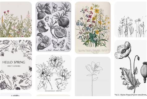 Botanical Illustrations Create A Beautiful Everlasting Garden