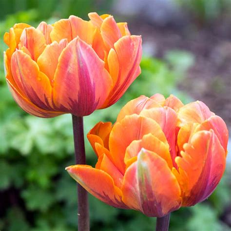 Tulipa Orange Princess Double Late Tulip