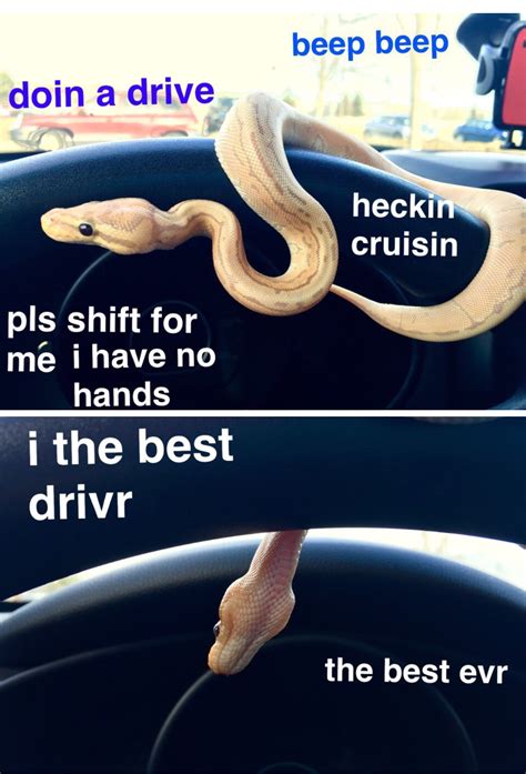 Snek Is Drive Ball Python Snake Memes Sneks Snoot Noodles Boop