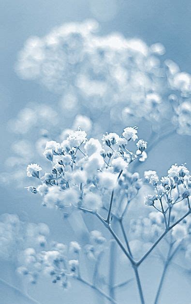 Delicate Photograph By Hazed On Flickr Click For Full Image Baby Blue