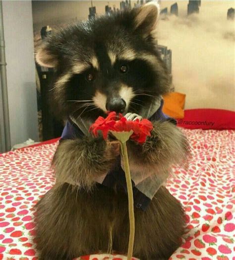 Pet Raccoon Raccoon Funny Cute Animal Memes Cute Funny Animals