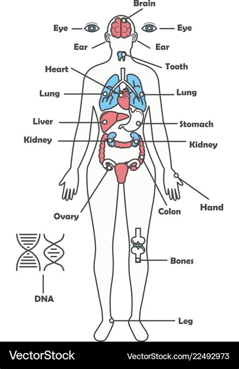 Labeled Internal Human Body