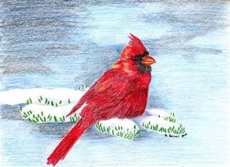 Red Cardinal On Snowy Branch By Omagrandmother On Deviantart