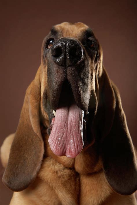 To protrude one's tongue out of one's mouth. Dog With Tongue Hanging Out Photograph by Chris Amaral