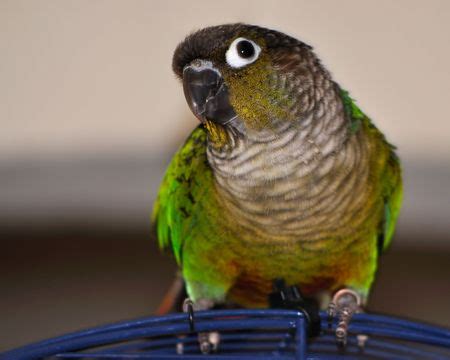 What Is The Minimum Cage Size For A Green Cheek Conure? - Bird And