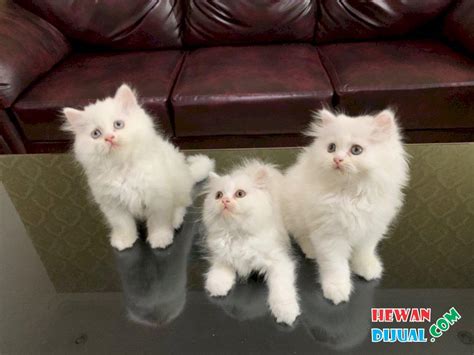 Mereka yang akan membeli kucing persia pastinya mencari tahu tentang berapakah kisaran harga kucing impiannya. Harga Kucing Persia Dibawah 500Rb 2020 : Daftar Harga ...