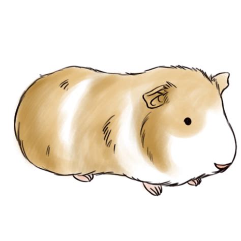 How To Draw A Cartoon Guinea Pig Step By Step