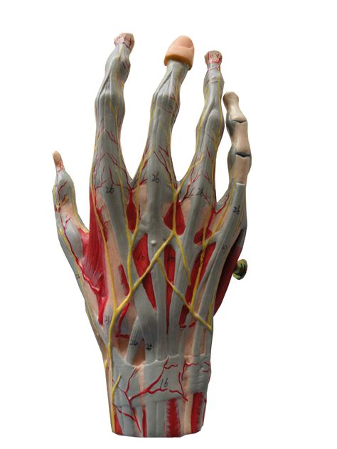 Modelo AnatÔmico De Mão Muscular Com Principais Nervos E Vasos Modelo