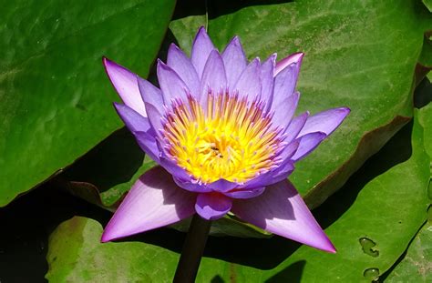 Purple Water Lily In Botanical Garden Pond Free Image Download