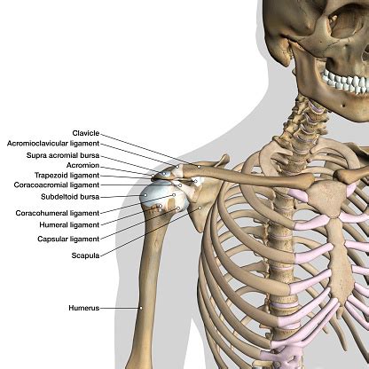 The primary function of the shoulder girdle is to give strength and range of motion to the arm. Labeled Anatomy Chart Of Shoulder Ligaments On White ...