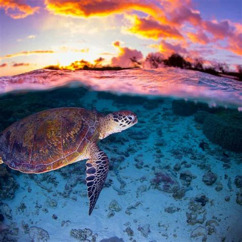Sea Turtle With The Colours Of Sunset Marine Animals Turtle
