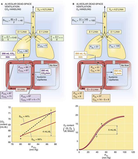 Lung Ventilation Diagram