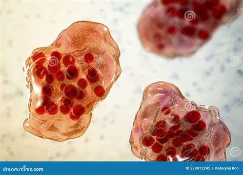 Giant Multinucleated Cells Stock Illustration