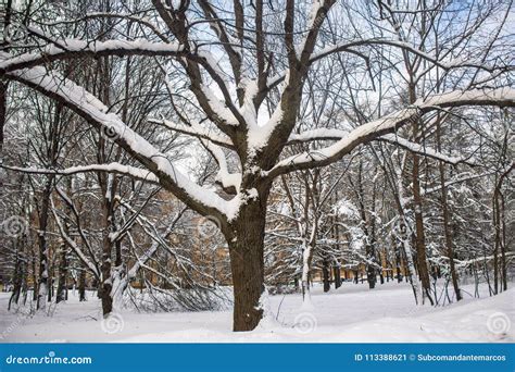 Pensive Tranquil Winter Day In Snowy City Park Stock Image Image Of