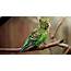 Extremely Rare Bird Visits Tuscarawas County  Tusco TV