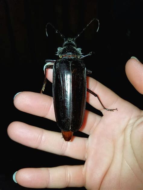 Giant Flying Bugs Looking For Love Terrorize Arizona