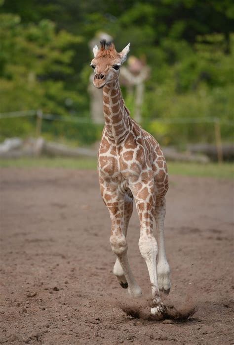 Baby Giraffe Tries Out His New Very Long Legs Zooborns