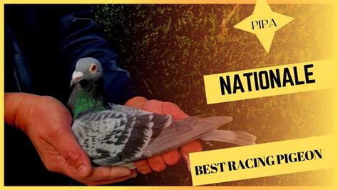 Best Racing Pigeon Breeder For Sale Pipa Pigeons Paradise Auction