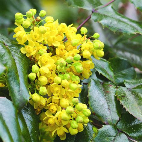Mahonia Yorkshire Flower Essences
