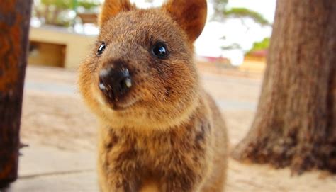 Meet The Quokka The Happiest Animal In The World Yummypets