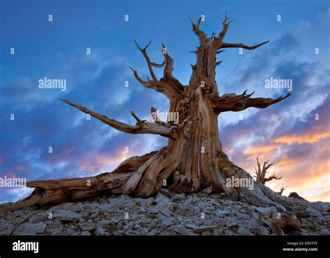 Ancient Bristlecone Pine Tree Pinus Longaeva At Sunset White