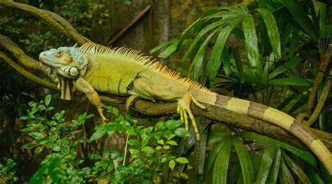 green iguana care guide diet cage size and facts tendig