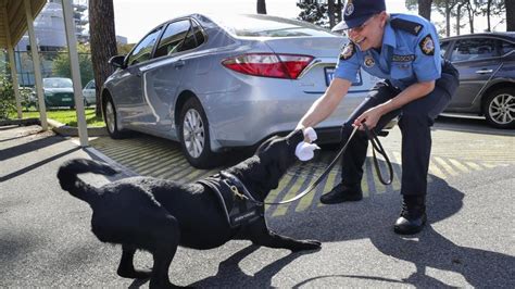 • contact visits are a main conduit for drug smuggling. Canine squad to keep drugs out of prison | Albany Advertiser
