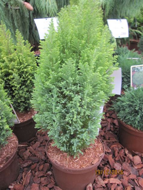 Chamaecyparis Lawsoniana Ellwoods Gold Gelbe Kegelzypresse Ellwoods Gold