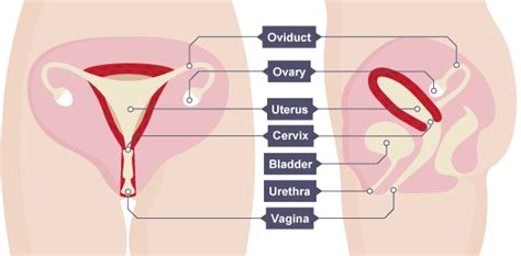 An individual who does not believe in gender binaries and feels they can be romantically and sexually attracted to anyone on the spectrum. IGCSE Biology Notes: 3.8: Describe the Structure and ...