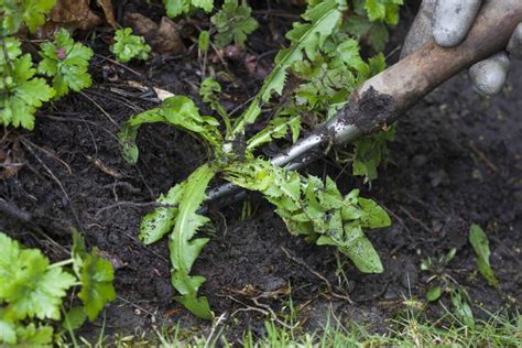 And to make money you need customers and this might be a way to work your way in and it isn't going to kill you to pull weeds. Get Rid of Weeds: How to get rid of weeds in Flower Beds