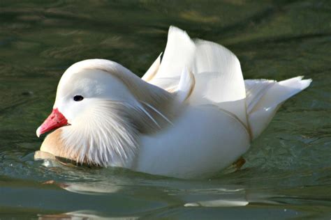 Ecologist penny anderson describes the flamboyant ducks that visit her garden. White Mandarin Ducks | Purely Poultry