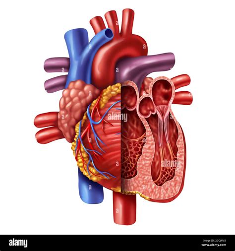 Anatomy Of A Human Heart Cross Section From A Healthy Body Isolated On