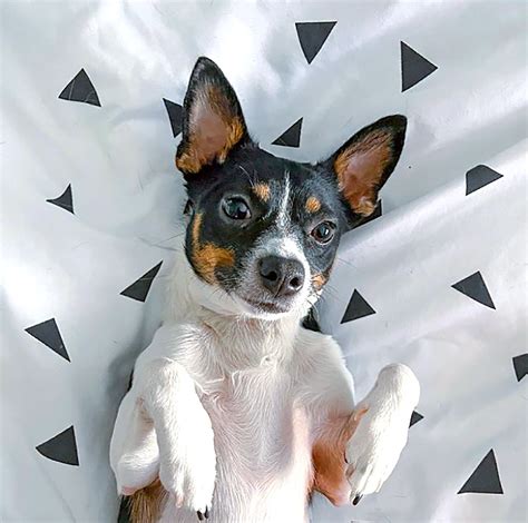 How Big Will A Chihuahua Rat Terrier Mix Get