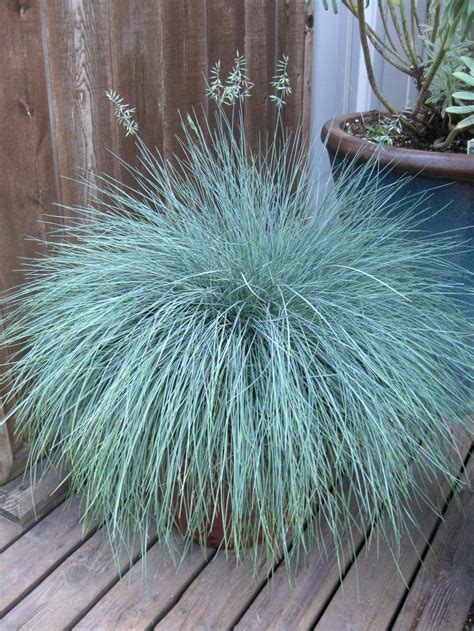 Blue Fescue Grass Festuca Glauca Beyond Blue From Hillcrest Nursery
