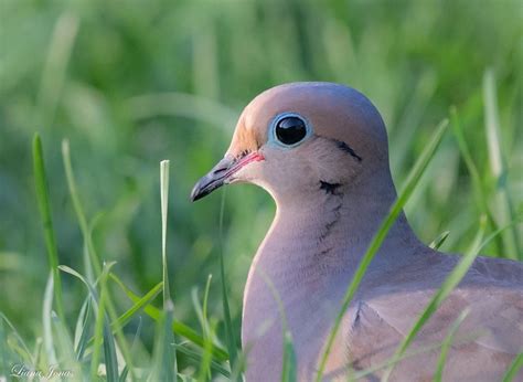 15 Breathtaking Photos Of Mourning Doves Birds And Blooms