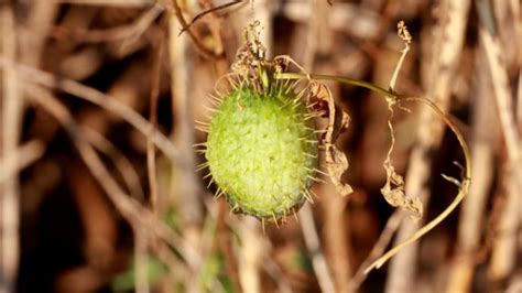 Wild Cucumber The Meadowlands Blog