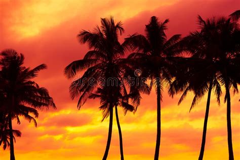 Tropical Palm Trees Silhouettes At Sunset Stock Photo Image Of Plant