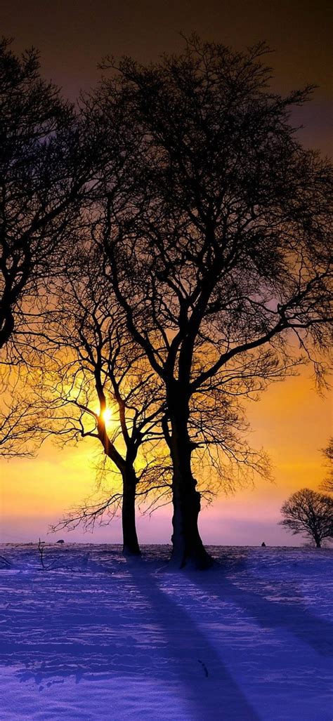 Winter Trees Sunset 1080x2340